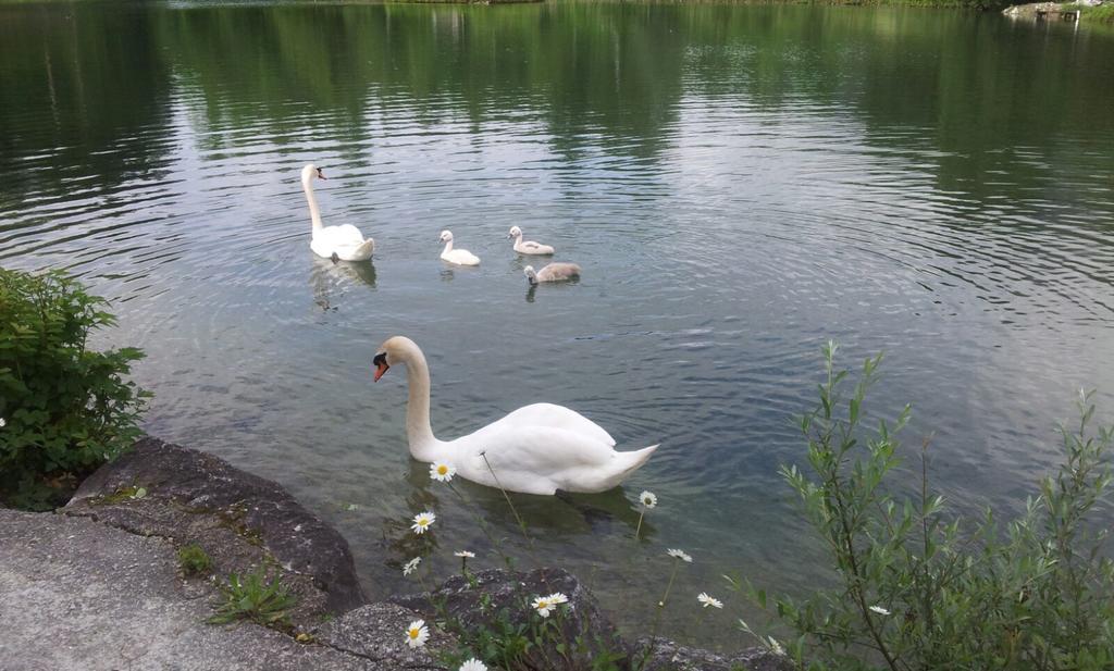 Appartement - Ferienwohnungen - Gaestehaus Gabriele Drobollach am Faakersee Dış mekan fotoğraf